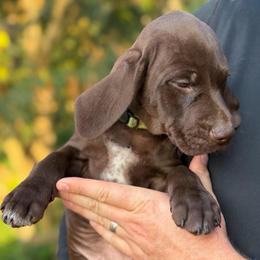 Kennedy - Liver female German Shorthaired Pointer puppy in Edenton, North Carolina from Bockelman GSP’s