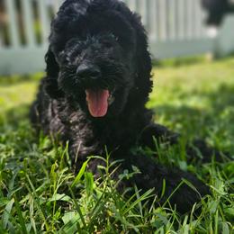 Nova(Purple Collar) - Black female Poodle puppy in Columbia, South Carolina from Jones Poodles