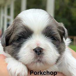 Porkchop - Blue and white male Shih Tzu puppy in Bloomfield, Indiana from Meihem Pups