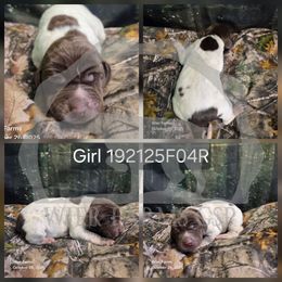 Girl 192125F04R - Liver and white female German Shorthaired Pointer puppy in Moyie Springs, Idaho from Wier Farms GSP