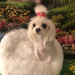 Bella - Maltese