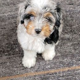 Aussiedoodles, Cockapoos, Goldendoodles, Poodles, and Toy Australian Shepherds from CW Aussiedoodles