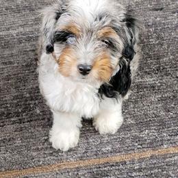 Aussiedoodles, Cockapoos, Goldendoodles, Poodles, and Toy Australian Shepherds from CW Aussiedoodles