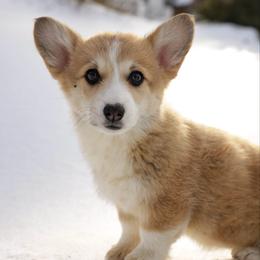 Caramel - Red female Pembroke Welsh Corgi puppy in Narvon, Pennsylvania from Corgi Companions (license number 18998)