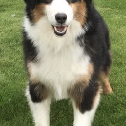 Miniature American Shepherds from Destiny Aussies