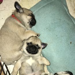 Pug Puppies from Dixie Pugs of Tn