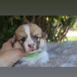 Lime green - Sable male Pembroke Welsh Corgi puppy in Caliente, California from Rafter Cross 7