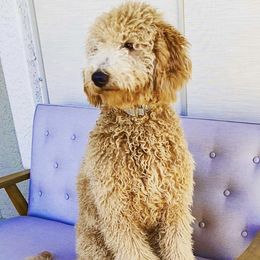 Paisley - Goldendoodle
