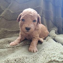 Amber - Apricot female Goldendoodle puppy in Mayville, Michigan from Guiding Light Doodles