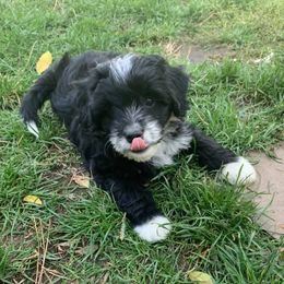 Assorted Doodle Crosses and Toy Australian Shepherds from K-S Toy and Mini Aussies