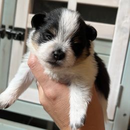Peach - Tri-colored female Pomeranian puppy in Waller (Northwest Of Houston), Texas from Blue Cottage Pomeranians