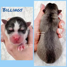 Billings - Blue male Pomsky puppy in Sheffield, Iowa from Clover Ridge Pomskies