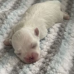 Maltese Puppies from Boshi Maltese
