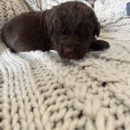 Boy 2 - Brown Newfoundland puppy in Idaho from Blue Heart Kennel