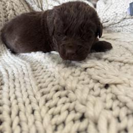 Boy 2 - Brown Newfoundland puppy in Idaho from Blue Heart Kennel
