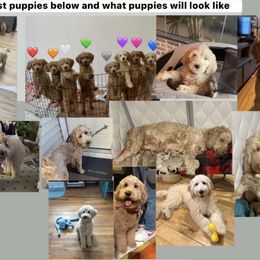 Upcoming litter: Read Description 4th pick and Apply if you're Interesteda puppy - Apricot male Goldendoodle puppy in Brooklyn, New York from Lyon and Luna Goldendoodles Bernedoodles