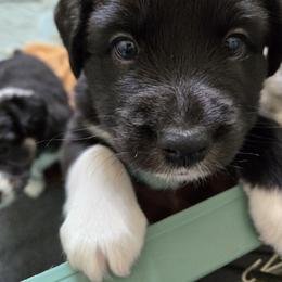 Australian Shepherd and Miniature Australian Shepherd Puppies from Cara Harker