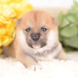 Hiro -FULL REGISTRATION INCLUDED- - Red male Shiba Inu puppy in Neosho, Missouri from Kenny Cave K9s