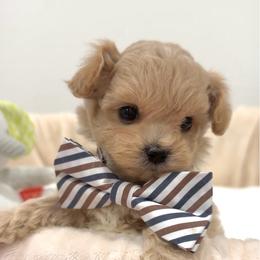Louie (ON HOLD) - Apricot male Maltipoo puppy in Spring, Texas from GlamPaw Maltipoos