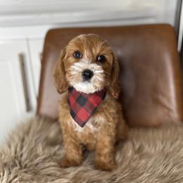 Purple Collar - Lord Anthony - Caramel male Australian Labradoodle puppy in Decatur, Alabama from Southern Meadows Doodles