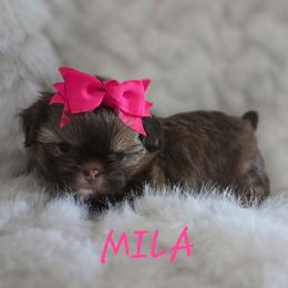 Mila - Chocolate female Shih Tzu puppy in Molino, Florida from First Passion Shih Tzus