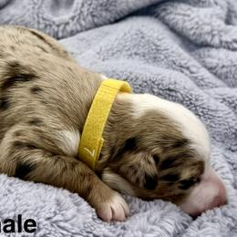 Dolly - Red merle female Australian Shepherd puppy in Az, Yuma, Arizona from The Southern Dog