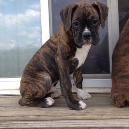 Boxer Puppies from Vintage Boxers