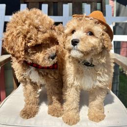 Bernedoodles, Cavapoos, and Goldendoodles from Waterloo Doodles