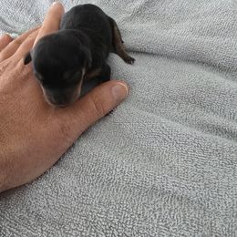 Boy 5 - Black and rust Miniature Pinscher puppy in Blossvale, New York from CNY Miniature Pinschers