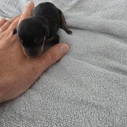 Boy 5 - Black and rust Miniature Pinscher puppy in Blossvale, New York from CNY Miniature Pinschers