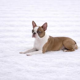 Milkshake Mavis - Boston Terrier