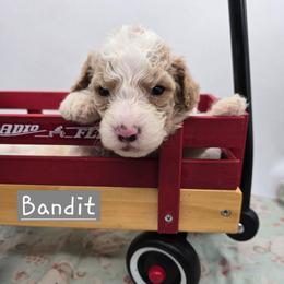 Bandit - Red male Bernedoodle puppy in Neillsville, Wisconsin from Granton Creek