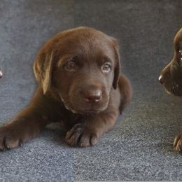 Labrador Retriever Puppies from Barefoot Labradors