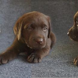 Labrador Retriever Puppies from Barefoot Labradors