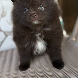 Cher - Chocolate female Pomeranian puppy in Coleman, Oklahoma from Pretty Poms