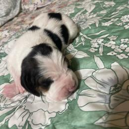 Janie - Black white and brown female Basset Hound puppy in Daleville, Alabama from Home Grown Basset Hounds of Alabama