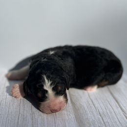 Bernedoodle Puppies from East Coast Bernedoodles