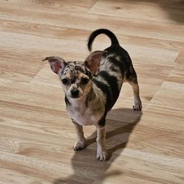 Rosco - Merle male Chihuahua puppy in Meridian, Oklahoma from Crazy Love Kennels