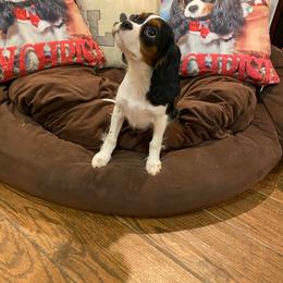 Angelique - Tri-color female Cavalier King Charles Spaniel puppy in Las Vegas, Nevada from Faybelle's Cavaliers