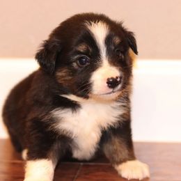 Miniature Australian Shepherd Puppies from Diamond D Mini Aussies