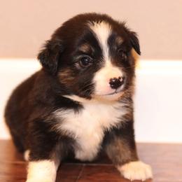 Miniature Australian Shepherd Puppies from Diamond D Mini Aussies