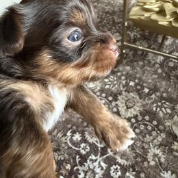 Puppy A - Chocolate and tan male Yorkshire Terrier puppy in Hudson, Florida from MCM Acres