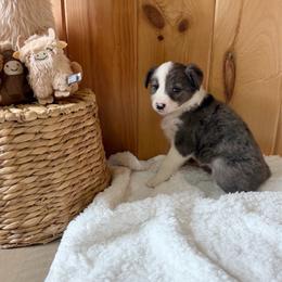 Bonnie - Blue merle female Border Collie puppy in Owenton, Kentucky from Three16 Ranch
