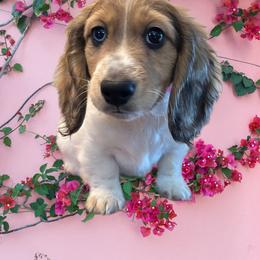 Angus AKC Clear Cream Piebald - Cream male Dachshund puppy in Los Angeles, California from Sterling Dachshunds
