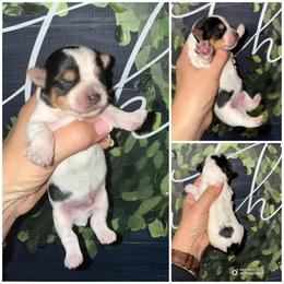 Charlie 2 Dot - Parti male Yorkshire Terrier puppy in Cleveland, Tennessee from Moody’s Morkies and More