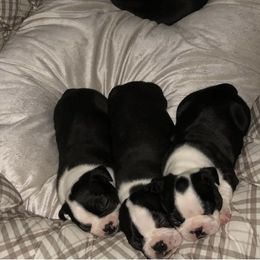 Boston Terrier and Golden Retriever Puppies from Melissa Holifield