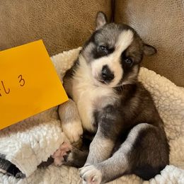 Siberian Huskies from Rachael Brown Siberian Huskies