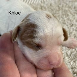 Khloe - Blenheim female Cavapoo puppy in Lebanon, Missouri from Cobbs Creek Canines