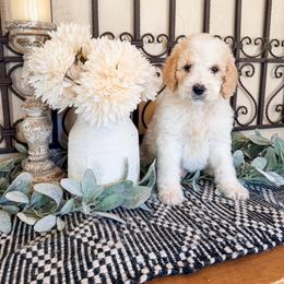 Powder Pink (aka Powder) - White and orange female Saint Berdoodle puppy in Beaver, Utah from Rocky Ridge Ranch