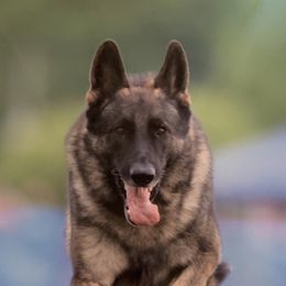 German Shepherds from Cindy Davis's German Shepherds